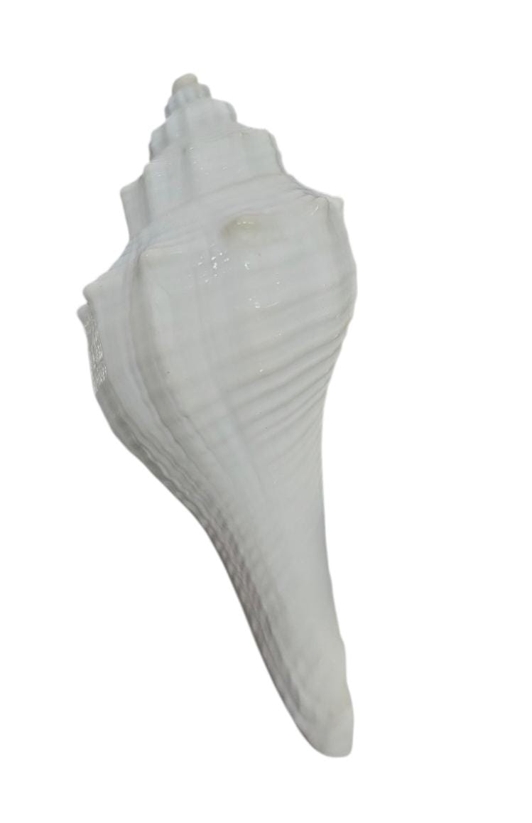 Shankh
