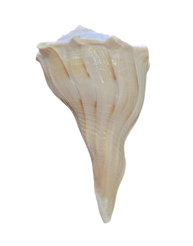 Shankh
