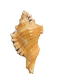 Shankh