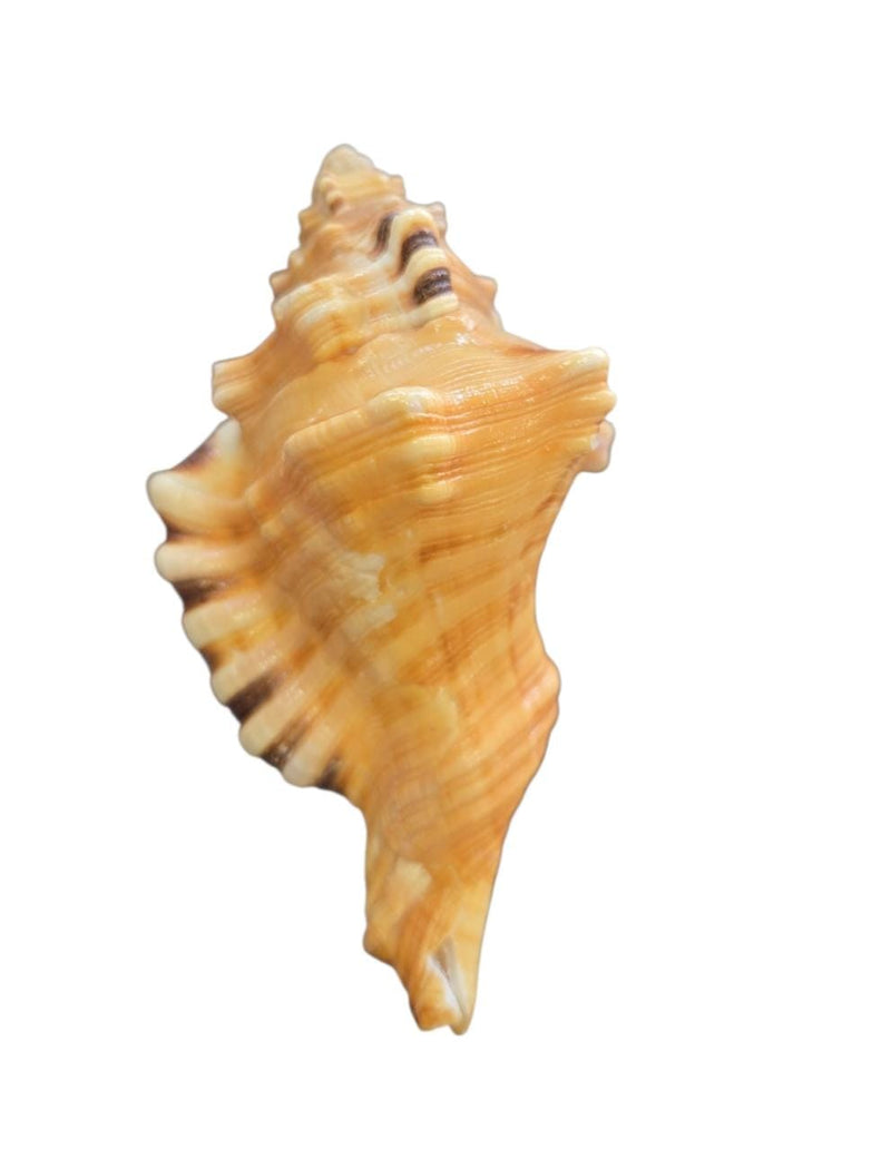 Shankh