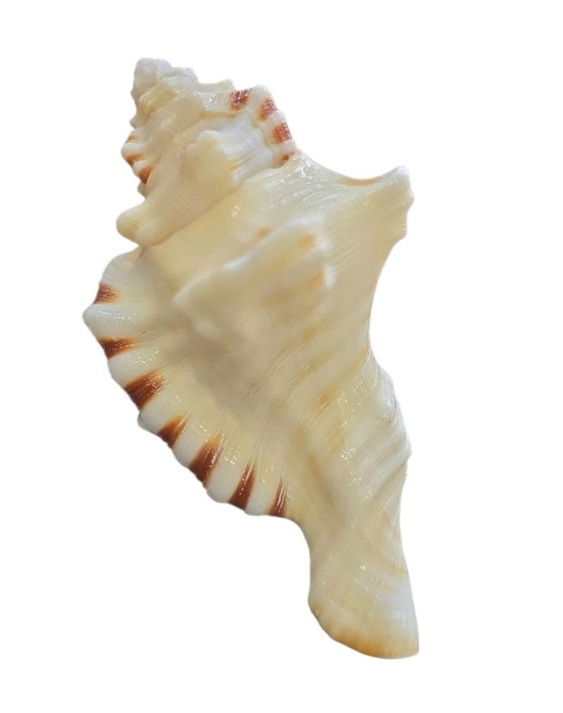 Shankh