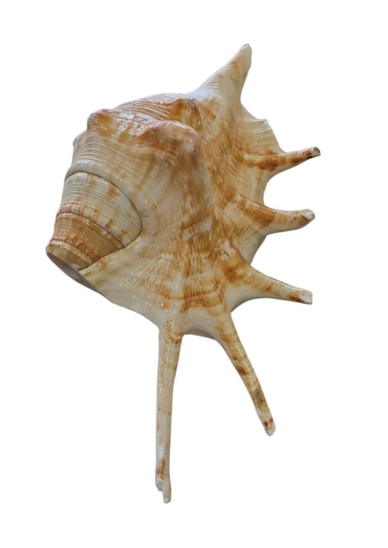 Shankh