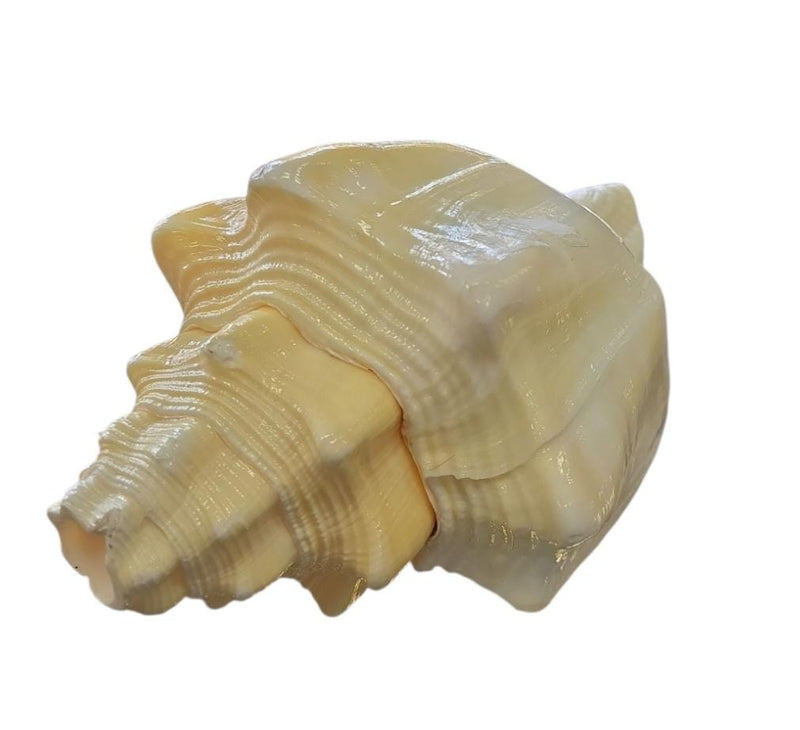 Shankh