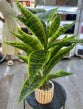 Dpauls Artificial Sansevieria Snake Plant in Geometric Ceramic Pot
