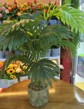 Dpauls Artificial Parlour Palm Tree in Textured Rustic Planter