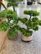 Dpauls Artificial Zen Cedar Bonsai Tree in Textured Round Planter