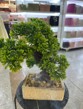 Dpauls Artificial Zen Cedar Bonsai Tree in Square Textured Planter