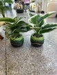 Dpauls Artificial Variegated Calathea Plant in Round Ceramic Pot