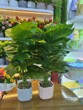 Dpauls Mini Artificial Norfolk Island Pine Tree in Ceramic Pot