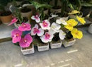 Dpauls Mini Artificial Phalaenopsis Orchid Pot