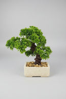 Dpauls Artificial Zen Cedar Bonsai Tree in Square Textured Planter