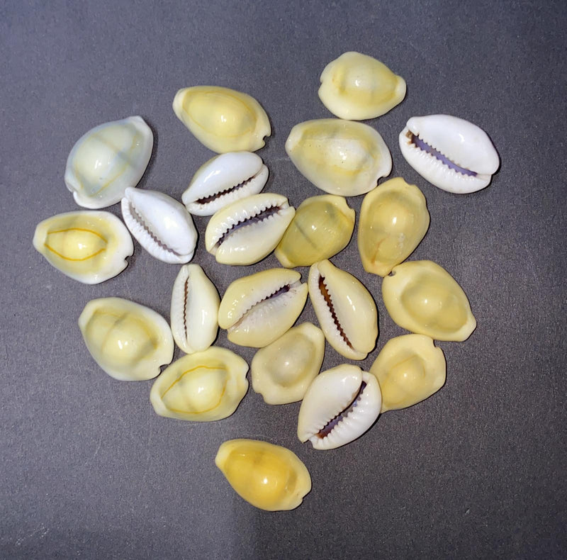 Koddi / Kaudi
